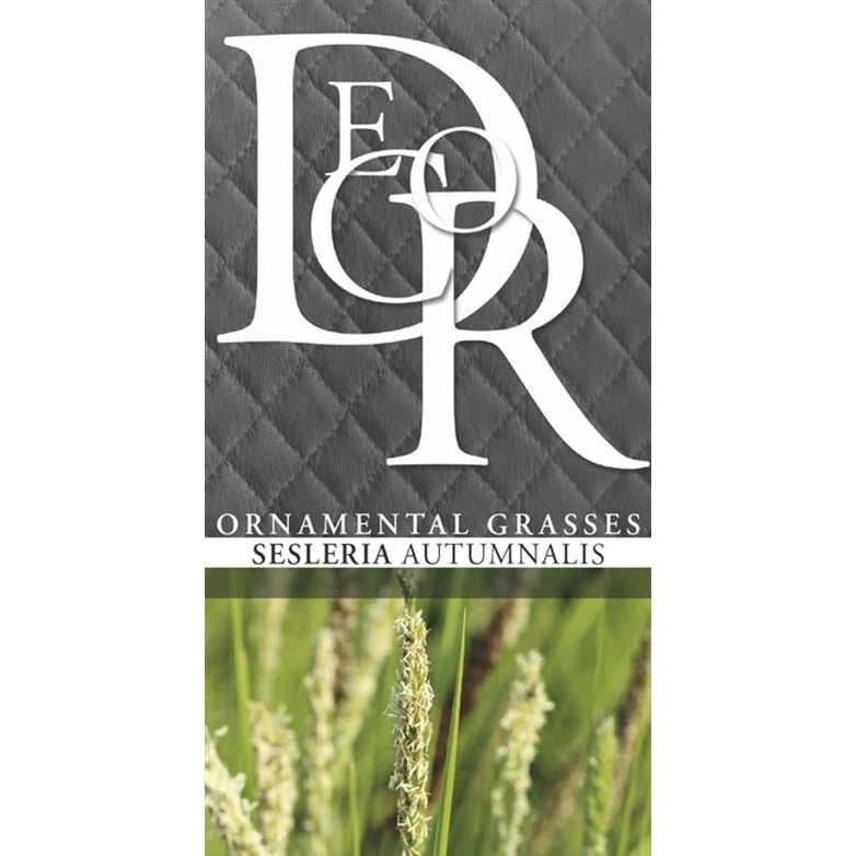 Höstfryle – Sesleria autumnalis - C2